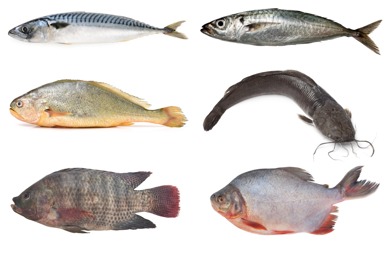 Africa Queen Poisson